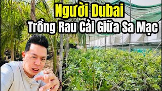 Cuộc Sống Dubai - Nghề Nông Trên Sa Mạc Dubai - Cuộc Sống Vùng Nông Thôn Dubai