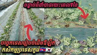 Part 4 /បច្ចេកទេសរៀបចំដើមឪឡឹក កសិកម្មប្រទេសកូរ៉េ 🇰🇷/ Korea Watermelon plant Preparation Techniques