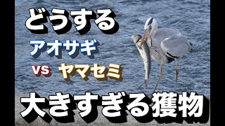 大きすぎる獲物！どうするアオサギ！呑み込める？ヤマセミは全身胃袋状態！勝負はどちら？