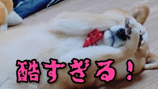 柴犬に酷い嘘をついてしまいました、ごめんなさい。【アテレコ注意】