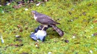 Sparrowhawk Attack