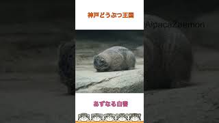 【マヌルネコ】かわいいナルくん！最後まで見てね！#shorts #manul #pallascat #pallasscat #マヌルネコ #兔狲