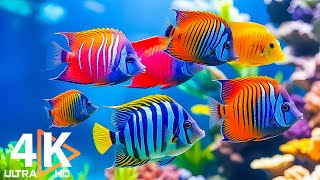 Akvarijní 4K VIDEO (ULTRA HD) 🐠 Krásné ryby z korálového útesu - Poklidná hudba #32