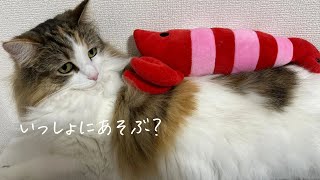 【遊び大好き猫】大好きなおもちゃであそぶ🦐