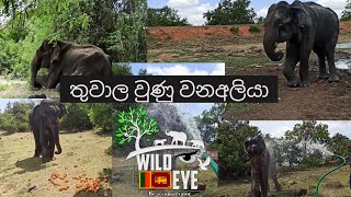 තුවාල උණු වන අලියා | Injured a Wild Elephant | காயமடைந்த காட்டு யானை #wildeyesrilanka #wildlife