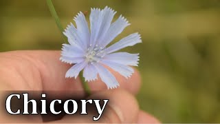 Common Chicory Identification - Cichorium intybus