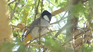 White-eared Bulbul, Pycnonotus leucotis, singing, Wasit Wetland Centre, Dubai, UAE, 2 Jan 2025 (2/2)