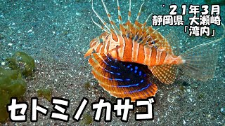 セトミノカサゴ（’２１年３月　静岡県大瀬崎）