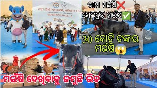 ଭୀମ ମଇଁଷିର ଦାମ ୩୦ କୋଟି ଟଙ୍କା || Galua Gaura Comedy || Neula Voice Artist || Odia vlogs ||