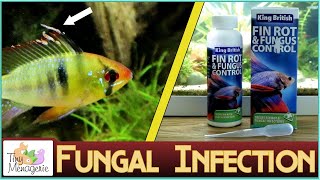 Treating Fungal Infections in Fish with King British Fin Rot and Fungus Control