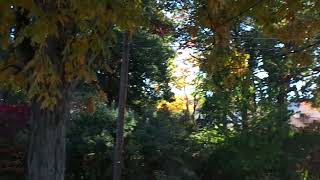 Shagbark Hickory Leaves falling in fall!