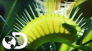 Planta carnívora | VIDA | Discovery Latinoamérica