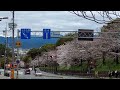 京都・蹴上インクラインの桜並木　cherry blossom trees along the keage incline in kyoto.　京都踢上斜坡上的櫻花樹。