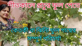 কেতকী ফুল | কেতকী বা ঝিন্টি ফুল গাছের সম্পূর্ণ পরিচর্যা | শীতকালীন ফুল | কম পরিচর্যায় প্রচুর ফুল