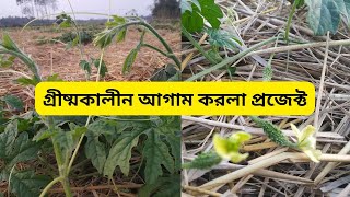 গ্ৰীষ্মকালিন আগাম করলা চাষে প্রচুর ফলন ও অধিক লাভ  | করলা চাষ | karola chas | farmer life |