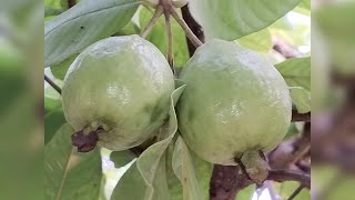 || கொய்யா மரம் பழங்கள்🍐 ||