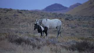 Stock Video - Wild horse and pony walking together in the Utah desert