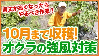 家庭菜園や農園のオクラ栽培で台風に備える対策！オクラを10月まで収穫するための強風対策や下葉のカットを徹底解説！【農園ライフ】