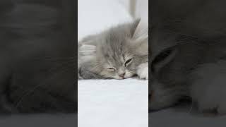 The moment she falls asleep, the kitten that closes her eyes is too cute ... ♥