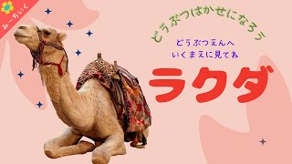 【知育動画】ラクダについて知ろう!!〜動物園へ行く前に見ようシリーズ〜3歳/4歳/5歳/6歳/