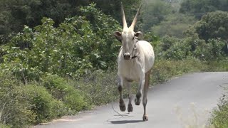 BRV White Horse Hallikar Jallikattu bull Running and Swimming Excercise !Bail pola