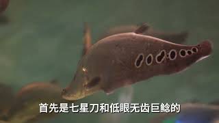 掉眼烂身！极具反差的洛阳龙门水族馆！ 洛阳龙门海洋馆 鲨鱼 鱼翅 观赏鱼 海洋馆打卡