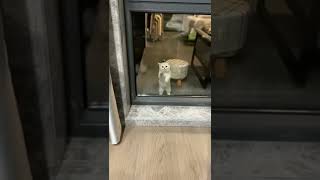 칫..결계인가..#cat #glass #memes #tiktok