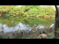 0109 2015大安森林公園生態水池