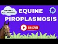 Unlocking Equine Piroplasmosis: Etiology, Diagnosis, and Treatment Explained I GNP Sir