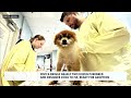 purebred dogs rescued from