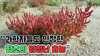 과학자들도 인정한 함초의 엄청난 효능 | SHARE 건강정보