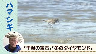 【藤前干潟の生き物たち】ハマシギ（学名Calidris alpina）　うごく生き物ずかん