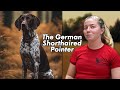 The German Shorthaired Pointer: Complete Breed Guide