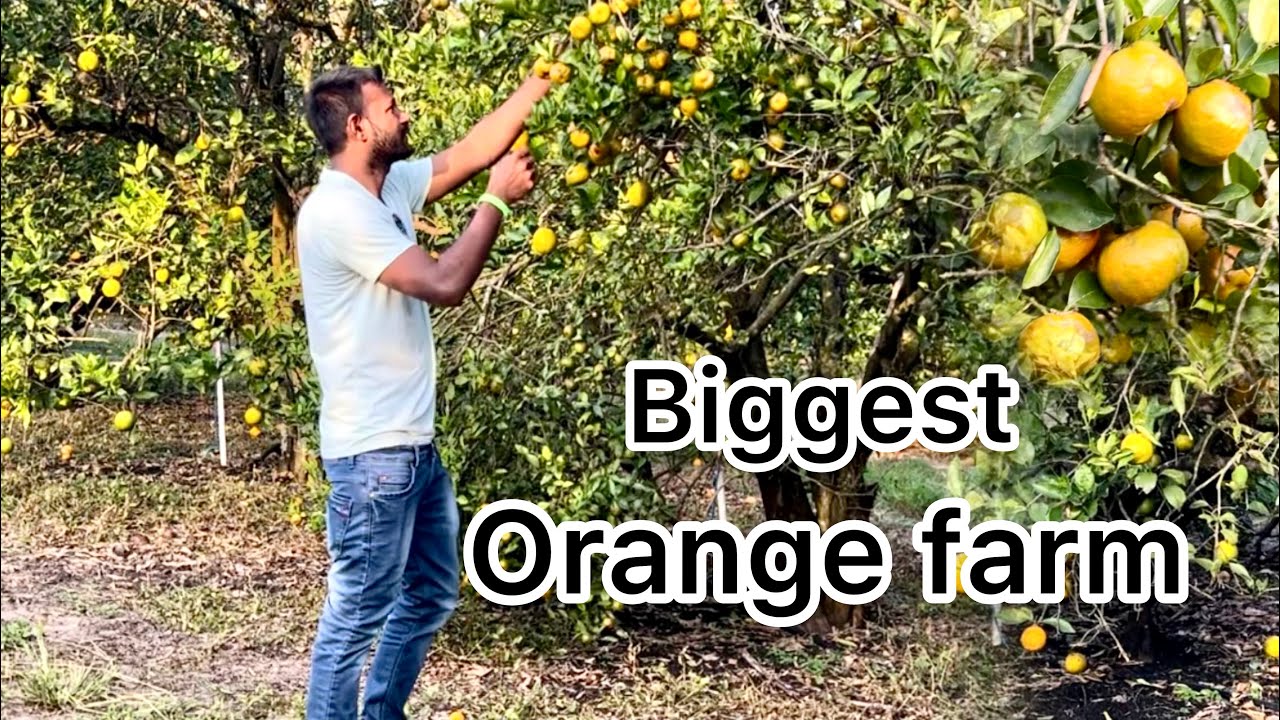 Orange Farming Orange Picking Farm Florida Youtube