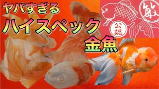 丸敏養魚場【弥富の金魚屋】2023年5月18日〜6月4日の入荷情報【GoldFish BGV】