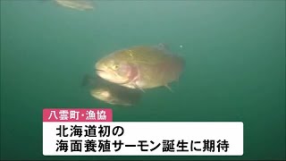 北海道初の海面養殖トラウトサーモン誕生に期待　北海道八雲町 (19/12/14 16:30)