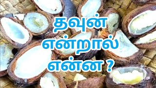 பனை மரம் # Part-8 # தவுன் / Germinated Young Palm Seed