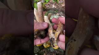 Super Satisfying Honey Mushroom (Armillaria mellea) ASMR: Edible Culinary Mushrooms