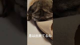 なんでも枕にするパグ#パグ #pug