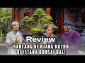 Review bonsai sancang beruang kutub di istana bonsai bali