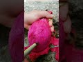 🍒🍒Oddly Satisfying DRAGON FRUIT Fresh Fruit Cutting In My Farm | How To Cut Fruit In My Farm #shorts