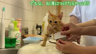 ねずみ捕りにつかまりベタベタまみれな子猫、とあるものを使ってなんとか洗う【保護子猫】【シャンプー編】