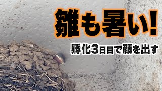 雛も暑い!孵化3日目で顔を出す【ツバメ観察2022第2期】