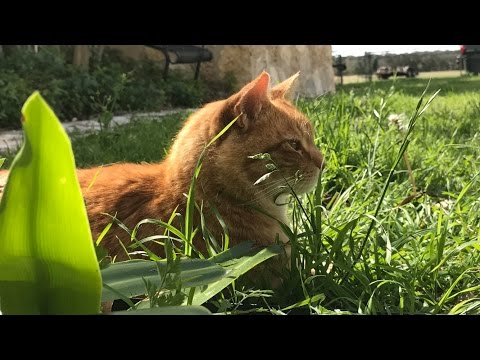 Cancer and Your Pet (PART 2 - THE CAT) Signs and Symptoms Cancer and Your Pet (PART 2 - THE CAT) Signs and Symptoms