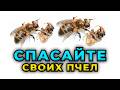 Спасаем пчел от неминуемой гибели. Критическая ситуация по заклещенности пчелосемей.