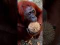 ORANGUTAN THE REAL INDONESIAN ANIMALS #shorts