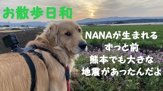 お散歩しようよ！ずっと前大きな地震あったんだ　ゴールデンレトリバーNANA　お散歩日和