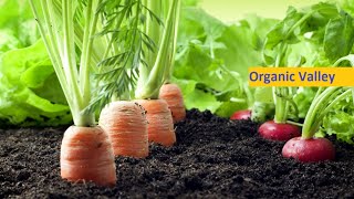 കൃഷിയോട് പൊരുതാൻ കായ്പാടി | Organic Vegetable Farming| കൃഷിദർശൻ 14-09-2020