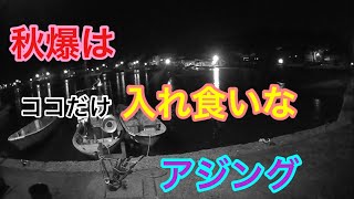 秋爆はココだけ入れ食いなアジング 知多半島 月下美人 南知多