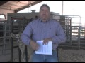 Youth Beef Cattle Program - Validation-Steer Ear Tag